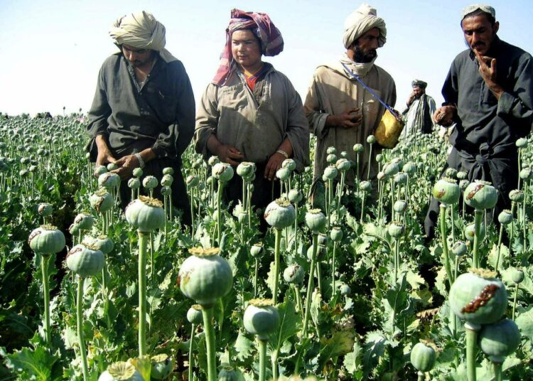 Afganistanilaisia viljelijöitä oopiumpellolla Kandaharin maakunnassa. Kuva vuodelta 2005.