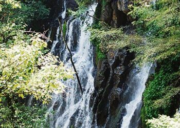 Meksiko pyrkii lisäämään metsäalaansa.