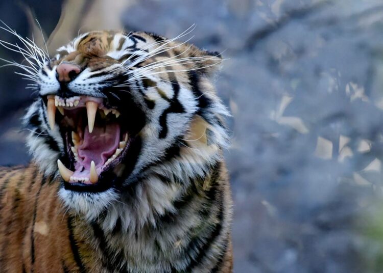 Sumatrantiikeri Rooman eläintarhassa.