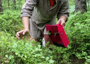 Korkeista kuluista huolimatta palkkiot Suomessa poimituista marjoista ovat matalat.