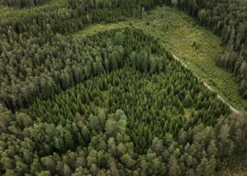 Tiukasti suojeltua metsää on lisättävä huomattavasti ja hakkuita vähennettävä.