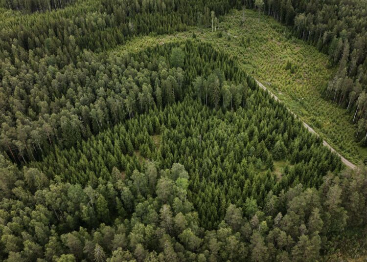 Tiukasti suojeltua metsää on lisättävä huomattavasti ja hakkuita vähennettävä.
