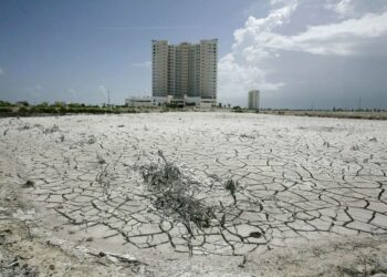 Kallis asuntoalue sijaitsee nyt Cancúnissa paikalla, jossa ennen oli mangrovemetsikköä.