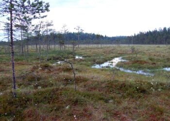 Koirat eivät saa juosta milloinkaan vapaina kansallispuistoissa. Kuva Pyhä-Häkin kansallispuistosta Saarijärveltä.