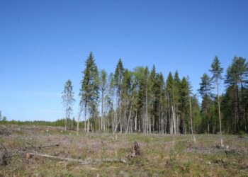 ELY-keskuksen rajaama liito-oravan lisääntymis- ja levähdyspaikka avohakkuualueella.