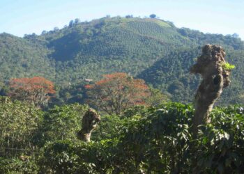 Costa Rica on laajalti vuoristoista. Kuvassa kahviviljelmiä Orosissa.