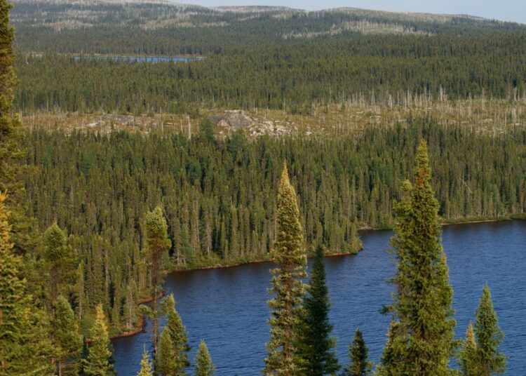 Kanadassa on tapahtunut 21 prosenttia 2000-luvun metsäkadosta.