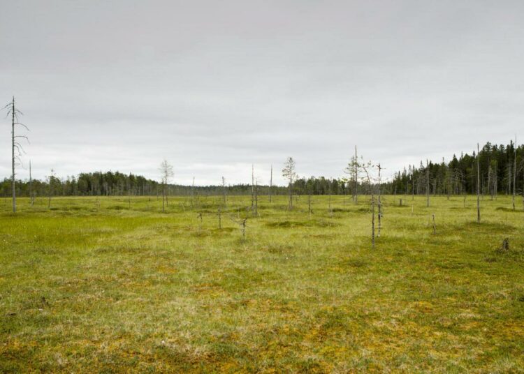 Suo Elimyssalon luonnonsuojelualueella Kuhmossa. Kokoomuslainen ympäristöministeri Sanni Grahn-Laasonen pysäytti pitkään valmistellun soidensuojeluohjelman.