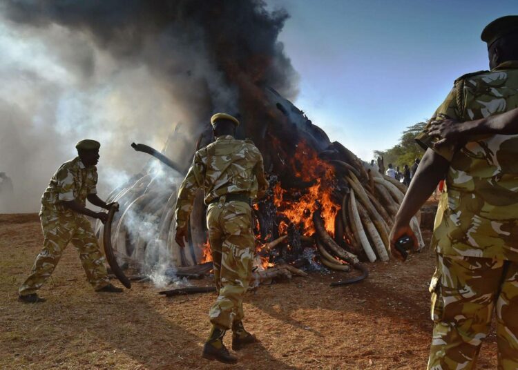 Keniassa poltettiin tiistaina 15 tonnia takavarikoitua norsunluuta.