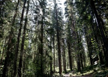 Vaikka metsien osuus maailman maapinta-alasta on vähentynyt kahdessa vuosikymmenessä, on osissa Eurooppaa, Pohjois-Amerikkaa ja Aasiaa metsien pinta-ala jopa noussut.