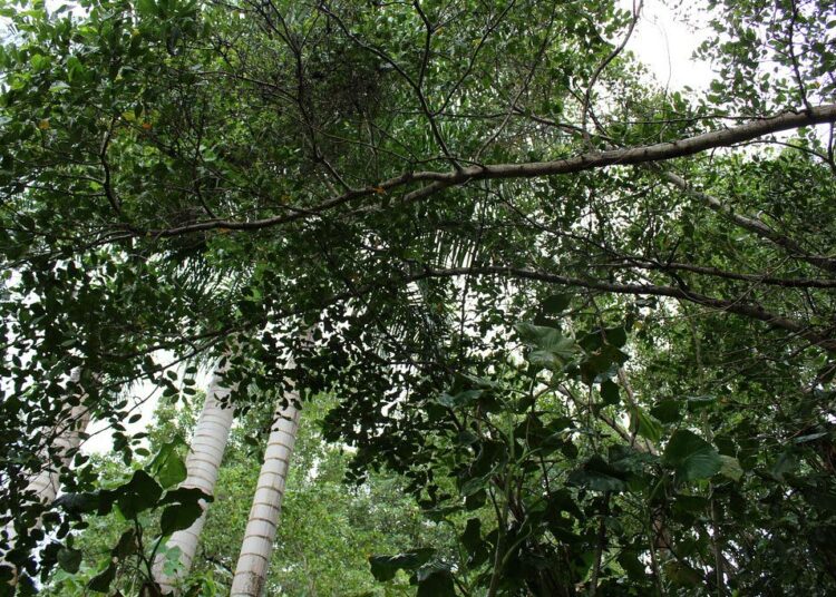 Metsät ovat tärkeitä paitsi ilmastonmuutoksen lieventämisessä, myös köyhyyden poistamisessa. Surinamen pinta-alasta 93 prosenttia on ollut metsää, josta pikkuviipale tässä kuvassa.