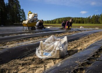 Kausityölaki on uudistustumassa muun muassa siten, että kausityöntekijän mahdollisuus vaihtaa työnantajaa Suomessa helpottuu.