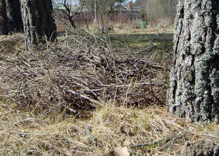 Sana risupaketti syntyi vuoden 2002 väittelystä, tarvitsemmeko viidettä ydinvoimalaa vai emme. Risupaketin eduskunta kokosi uusiutuvan energian, etenkin energiapuun, tukilupaukseksi.