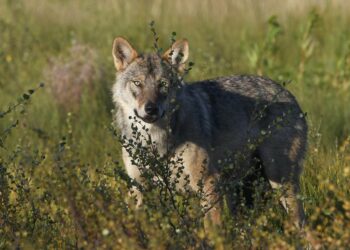 Laki antaa jo nyt perusteet ihmiselle vaaraa aiheuttavien susiyksilöiden tappamiseen, Mai Kivelä sanoo.