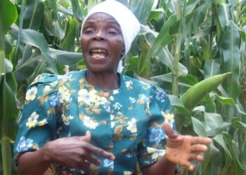 Zimbabwelainen maanviljelijä Mbuya Erica Chirimanyemba on saamassa elämänsä parhaan maissisadon.
