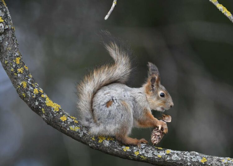 Komissio esittää, että EU:n suojelualueverkostoa kasvatetaan 30 prosenttiin maa- ja merialueista.