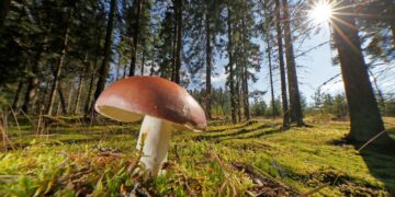 Vielä nykyäänkin vain murto-osa metsien sienistä poimitaan kotikäyttöön tai myyntiin.