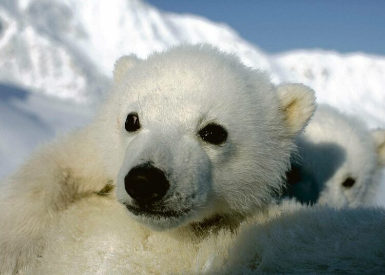 Ilmaston lämpeneminen koettelee sekä ihmistä että luontoa. Jääkarhu on yksi ilmastonmuutoksen pahiten uhkaamista lajeista.