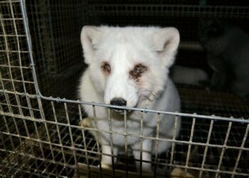 Oikeutta Eläimille -yhdistys julkaisi helmikuussa kuvia suomalaisilta turkistarhoilta.