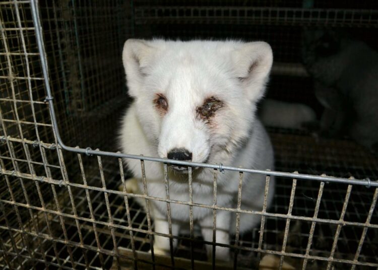 Oikeutta Eläimille -yhdistys julkaisi helmikuussa kuvia suomalaisilta turkistarhoilta.
