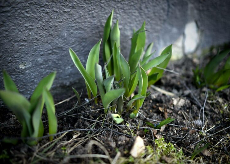 Kevätseurantaan voi osallistua kuka tahansa luonnosta kiinnostunut.