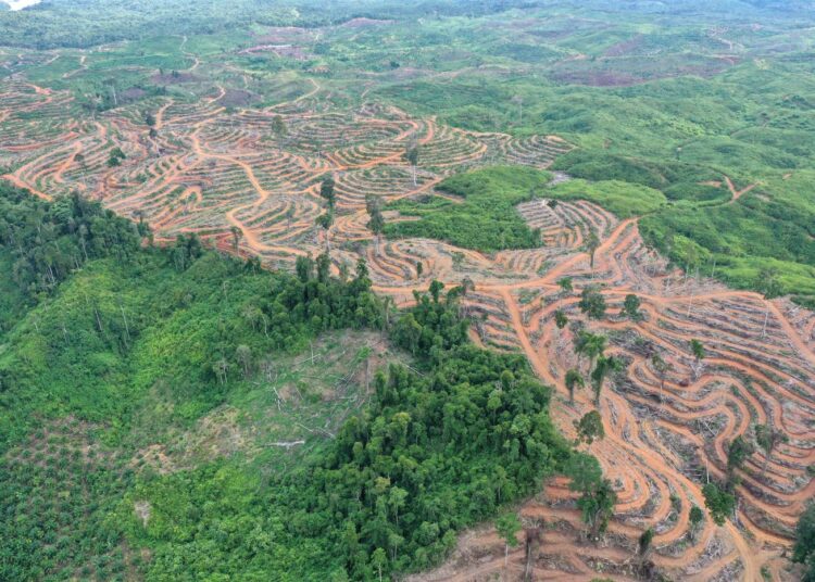 Palmuöljyn tuottamiseen raivattua aluetta Indonesiassa.