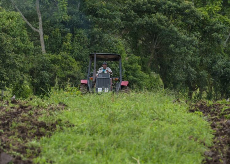 Vuosien kuivuuden jälkeen luonto viheriö rehevänä kuivaksi käytäväksi kutsutulla alueella Nicaraguassa.