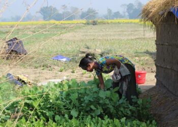 Nepalin naisia kautta aikojen riivannut chhaupadi-käytäntö, naisten eristäminen kuukautisten ajaksi omaan erityisesti siihen tarkoitukseen varattuun majaan, saattaa olla lähellä loppuaan.