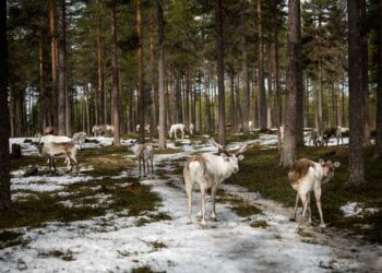 Lapin liiton maakuntajohtajan Mika Riipin mukaan on totta, että osa paliskunnista tulisi poronhoidon näkökulmasta pirstoutumaan radan myötä.