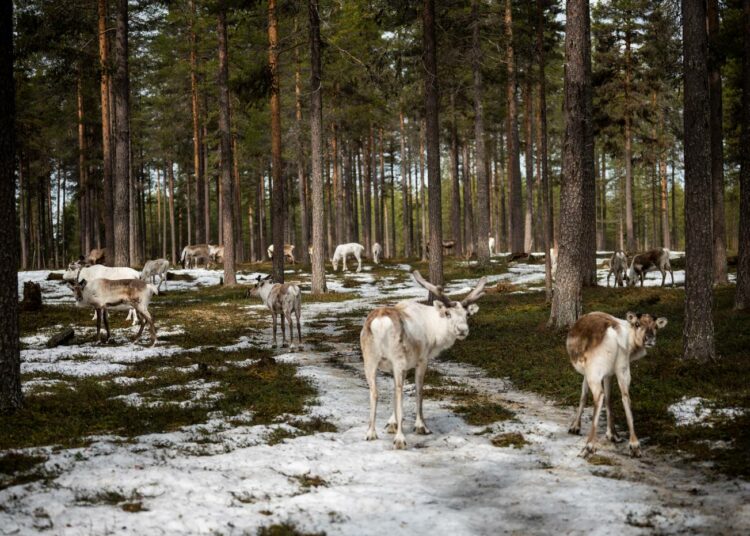 Lapin liiton maakuntajohtajan Mika Riipin mukaan on totta, että osa paliskunnista tulisi poronhoidon näkökulmasta pirstoutumaan radan myötä.