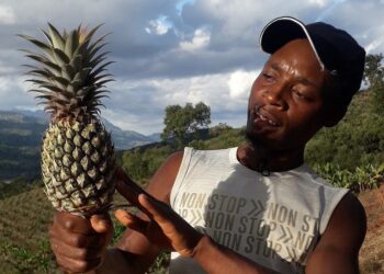 Sykloni Idai kylvi vuonna 2019 tuhoa Zimbabwen Rusitun laaksossa, mutta ihmeenomaisesti seudun ananasviljelmät säästyivät. Nyt luomusertifikaatin hiljakkoin saaneita ananaksia aletaan viedä Hollantiin.