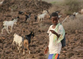 Djibouti on yksi kuivuudesta pahasti kärsinyt Itä-Afrikan maa.