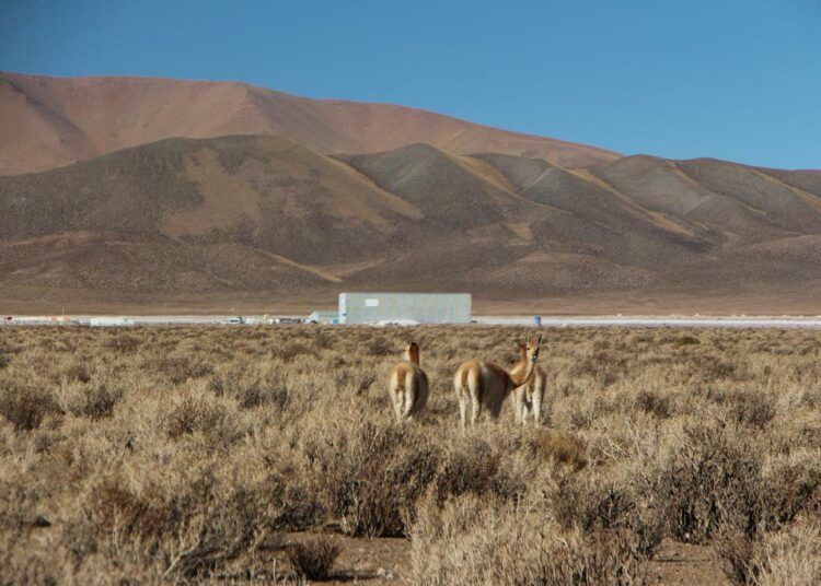 Laamat ovat sopeutuneet karuun elämään Andeilla Argentiinan Puna de Atacaman alueen suolakenttien ympäristössä, jossa nyt tuotetaan litiumia.
