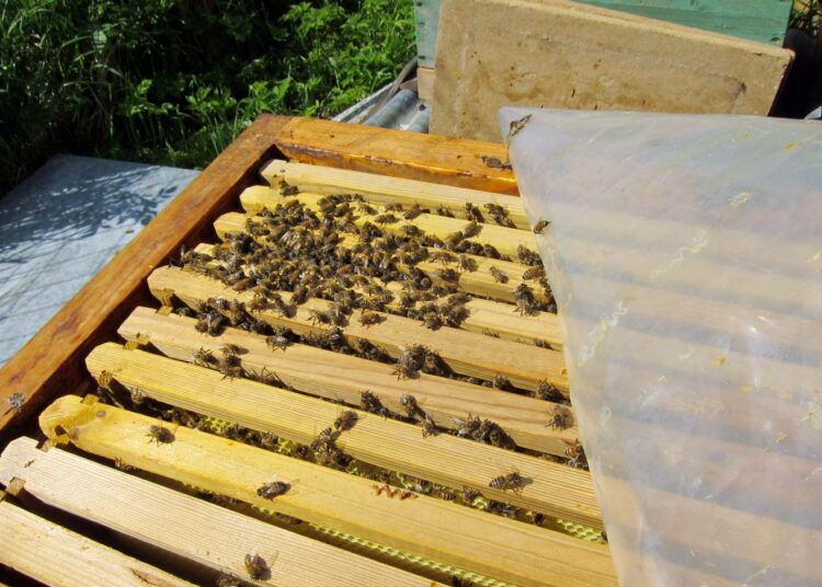 Suomessa yksi mehiläispesä tuottaa keskimäärin 39 kiloa hunajaa vuodessa.