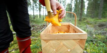 Metsästä poimittavien sienten todellinen elämä piiloutuu katseilta maan uumeniin.