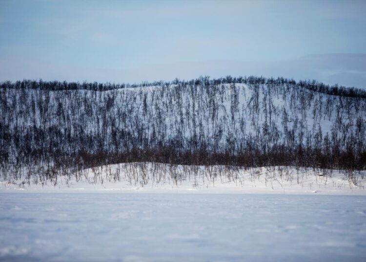 Tunturikoivuja uhkaa ilmastonmuutos. Jos kovat pakkaset vähenevät, selviytyvät mittariperhosen munat yli talven, ja vahingot voivat kasvaa tulevaisuudessa.