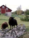 Pitääkö koko Suomi pitää asuttuna on kysymys jota ehdokkailta kysytään.