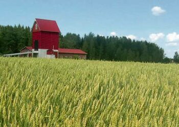 Osa etelän viljelijöistä on ilmoittanut luopuvansa kokonaan tuotannosta, jos tuet putoavat kuten on kaavailtu.