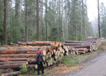 Ulkoilijoita on viime vuosina ihmetyttänyt Tampereen Kaupin ulkoilu- ja virkistysalueella myrskyn jälkiraivausten lisäksi tehdyt säännölliset hakkuut. Kuva on maanantailta Pirunvuoren kautta kulkevan Kilpavitosen varrelta.