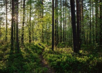 Muinaissuomalaisille tiheä metsä merkitsi kotia ja turvaa.