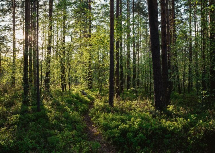 Muinaissuomalaisille tiheä metsä merkitsi kotia ja turvaa.