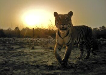 Tiikeri riistakameran kuvaamana Nepalissa.