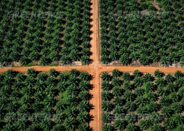 Palmuöljyplantaasi Papuassa.