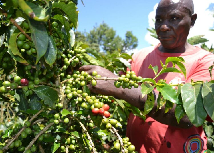 Kenialaisille maanviljelijöille suositellaan kotitarveviljelystä luopumista ja sen sijaan ryhtymistä rahaa tuovien kasvien kasvattamiseen. Sellainen on esimerkiksi kahvi. Pienviljelijä Gabriel Kimwaki esittelee kahvipensastaan Kenian keskiosan Nyerin maakunnassa.