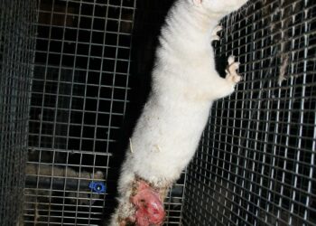 Eläimiä, joilla oli avohaavoja, löytyi jokaiselta tutkitulta tanskalaistarhalta.