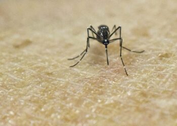 Aedes aegypti -hyttynen ihmisiholla, kuvassa laboratorio-olosuhteissa.