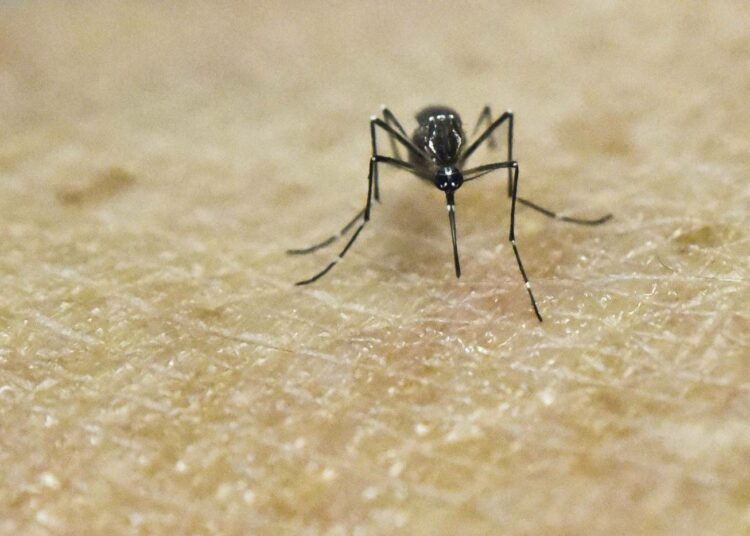 Aedes aegypti -hyttynen ihmisiholla, kuvassa laboratorio-olosuhteissa.
