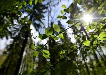 Lajien sukupuuttoa tai metsien köyhtymistä ei voi korvata.