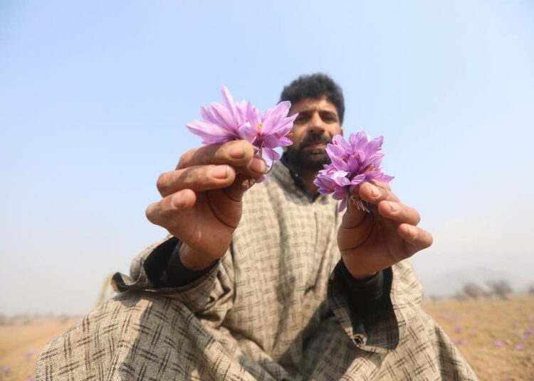 Sahramin kasvattaja esittelee sahramikrookuksen kukkia. Maailman kallein mauste kerätään kukinnoista käsin, ja huonoimmillaan sadot ovat jääneet 1 400 grammaan hehtaarilta.