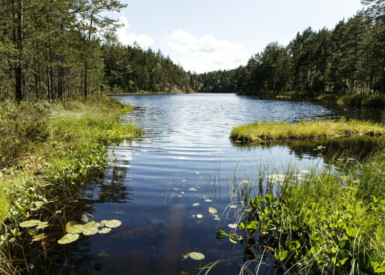 Kuntavaalien siirtymisen oikea syy on luontokadossa. Luontokadon ja ilmastokriisin entistä tiiviimpi seuraaminen on elinehto kaikille tiedotusvälineille.